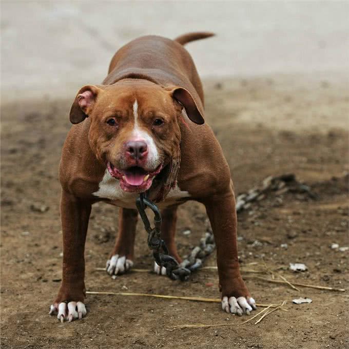 美国本土犬种，都有哪些是你熟悉或者饲养过的呢?