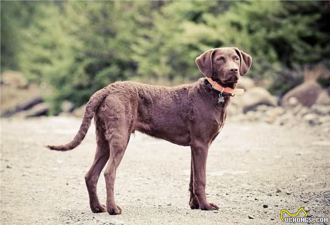 美国本土犬种，都有哪些是你熟悉或者饲养过的呢?