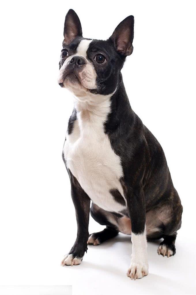 美国本土犬种，都有哪些是你熟悉或者饲养过的呢?