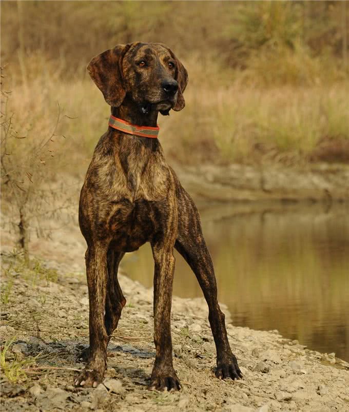 美国本土犬种，都有哪些是你熟悉或者饲养过的呢?