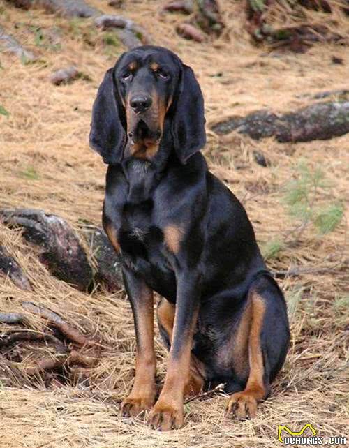 美国本土犬种，都有哪些是你熟悉或者饲养过的呢?