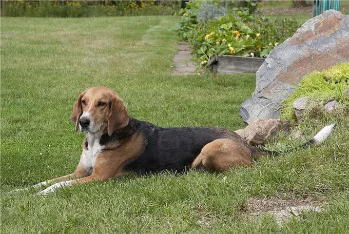 美国本土犬种，都有哪些是你熟悉或者饲养过的呢?