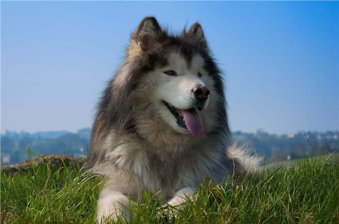 美国本土犬种，都有哪些是你熟悉或者饲养过的呢?