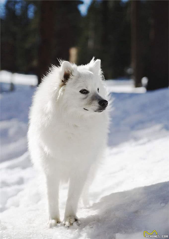 美国本土犬种，都有哪些是你熟悉或者饲养过的呢?
