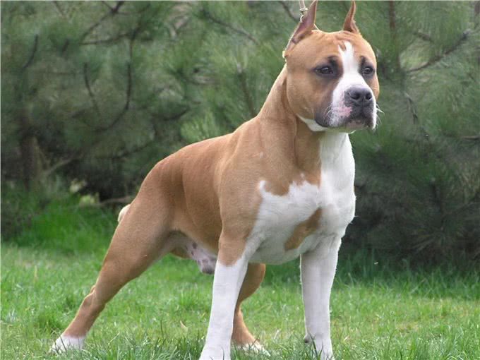 美国本土犬种，都有哪些是你熟悉或者饲养过的呢?