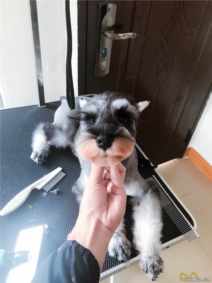 雪纳瑞都是小老头?造型对了也能美翻你!