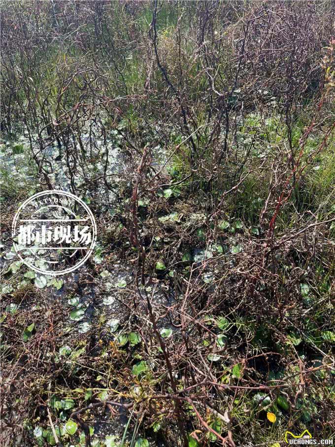粗梗水蕨重出江湖!认识它的人大多在安享晚年