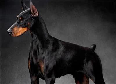 杜宾犬打架厉害吗?杜宾犬打架该怎么办?