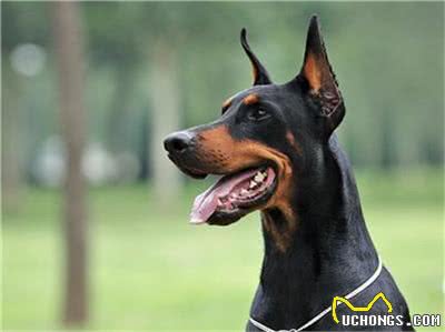 杜宾犬打架厉害吗?杜宾犬打架该怎么办?