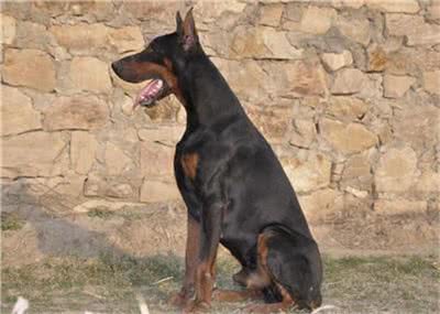 杜宾犬打架厉害吗?杜宾犬打架该怎么办?
