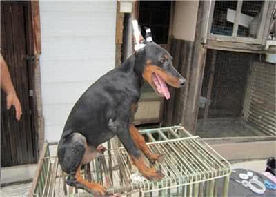 杜宾犬打架厉害吗?杜宾犬打架该怎么办?