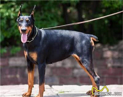 杜宾犬打架厉害吗?杜宾犬打架该怎么办?
