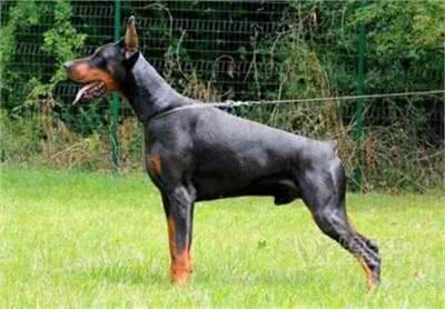 杜宾犬打架厉害吗?杜宾犬打架该怎么办?