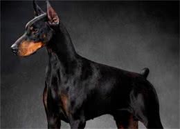杜宾犬打架厉害吗?杜宾犬打架该怎么办?