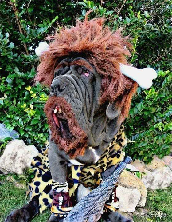 此犬以封喉本领，在猛犬界称王，被誉为猛犬中的野猪王