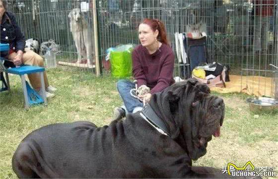 此犬以封喉本领，在猛犬界称王，被誉为猛犬中的野猪王