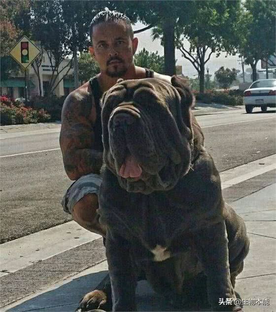 此犬以封喉本领，在猛犬界称王，被誉为猛犬中的野猪王