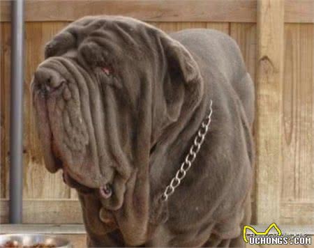 此犬以封喉本领，在猛犬界称王，被誉为猛犬中的野猪王