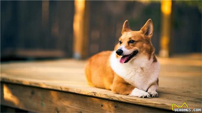 家里有狗狗?这几种外用药劝你多备着
