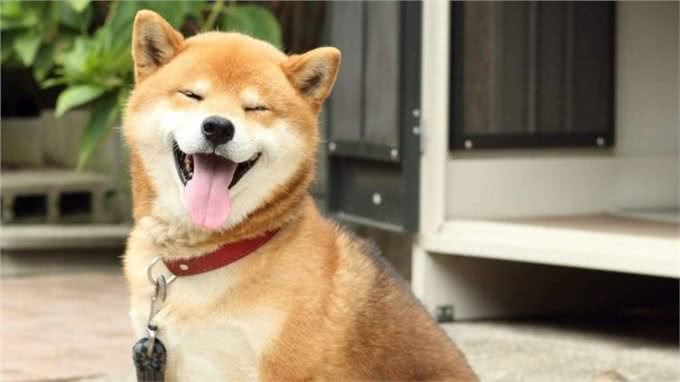 家里有狗狗?这几种外用药劝你多备着