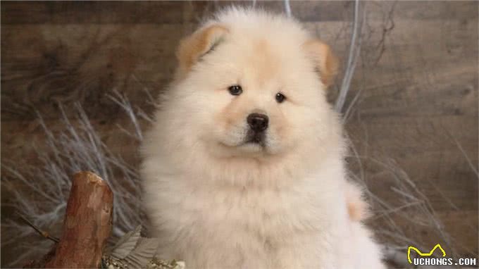 家里有狗狗?这几种外用药劝你多备着