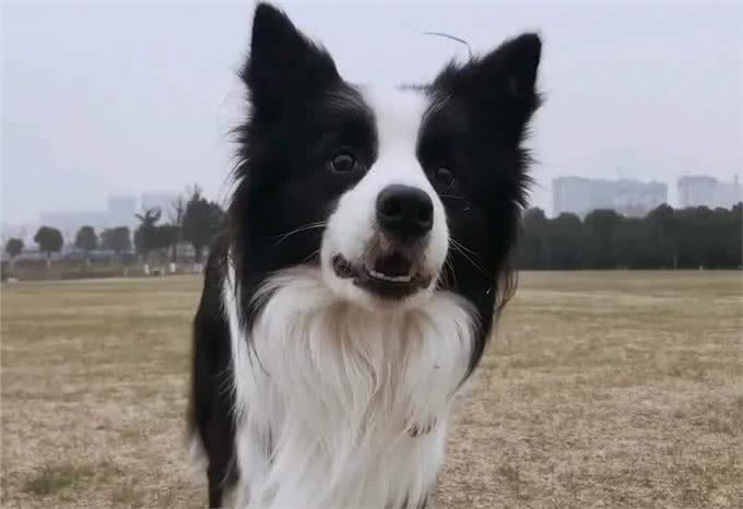 边牧犬纯不纯，看这几点就知道