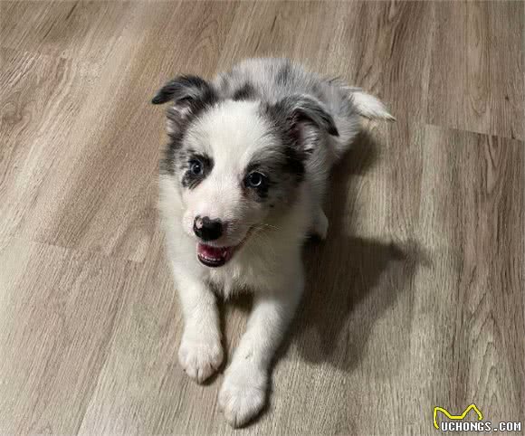 边牧犬纯不纯，看这几点就知道