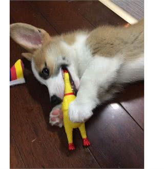 狗狗总是乱咬东西，为什么，这时应该怎么做?