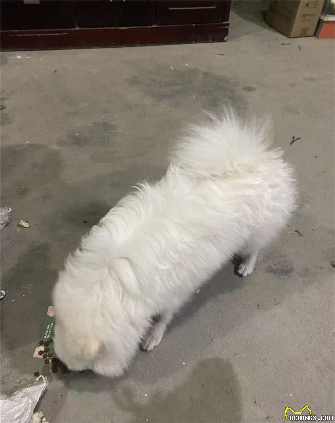 你清楚你家狗子是如何吃饭的吗?它们进食的方式和原因是什么