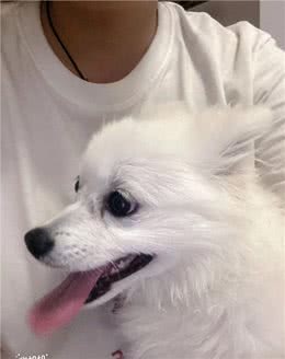 你清楚你家狗子是如何吃饭的吗?它们进食的方式和原因是什么