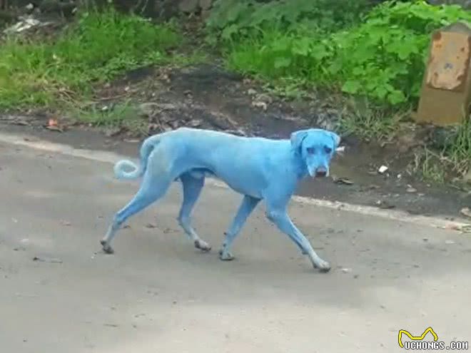 印度街头出现蓝色的狗狗!难道是狗狗变异了?