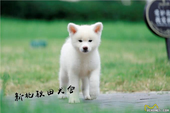拥有一只秋田犬是怎样一种体验?