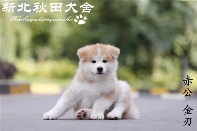 拥有一只秋田犬是怎样一种体验?