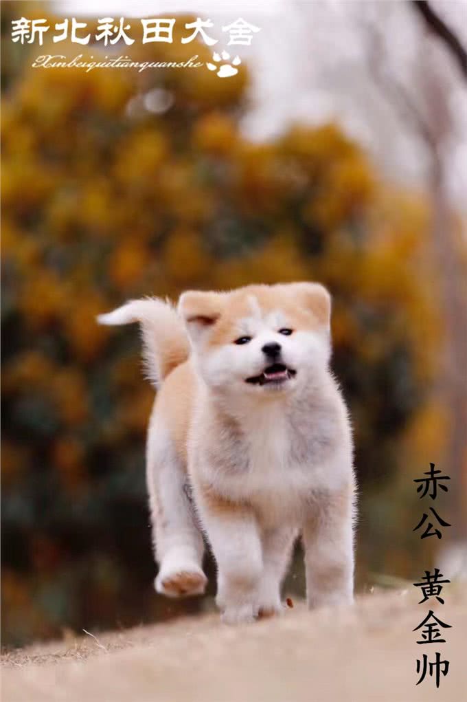 拥有一只秋田犬是怎样一种体验?