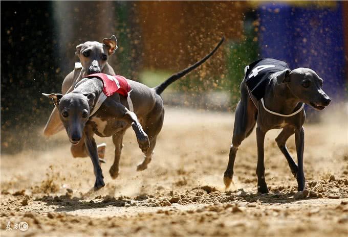 选购惠比特犬须知事项