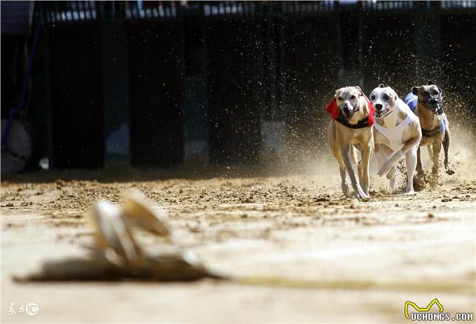 选购惠比特犬须知事项