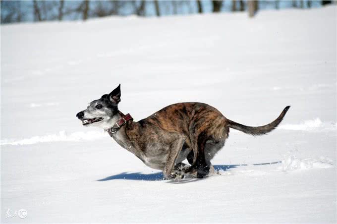 选购惠比特犬须知事项