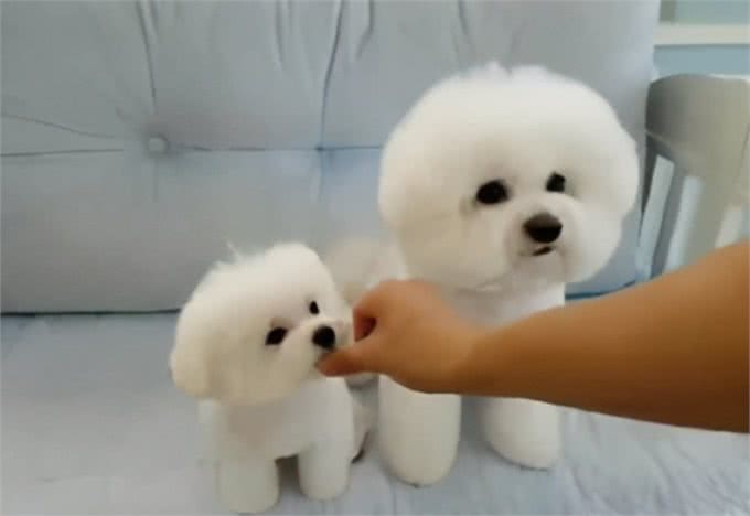 趣味养宠：微量元素狗狗吃几颗狗狗一次要吃几颗微量元素