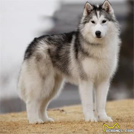 犬类大全，第一辑；你想了解的犬类知识都在这里