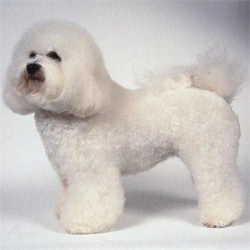 犬类大全，第一辑；你想了解的犬类知识都在这里