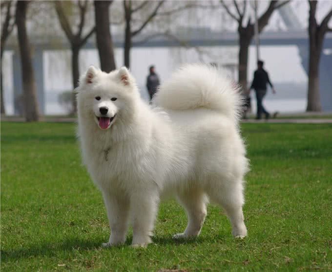 犬类大全，第一辑；你想了解的犬类知识都在这里