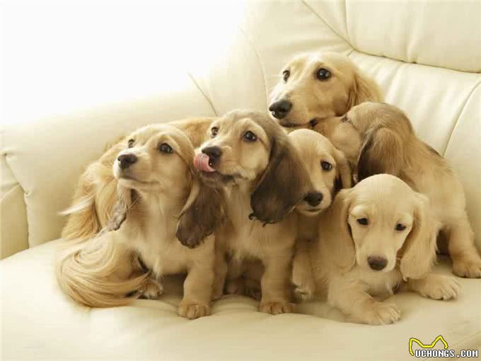 犬类大全，第一辑；你想了解的犬类知识都在这里