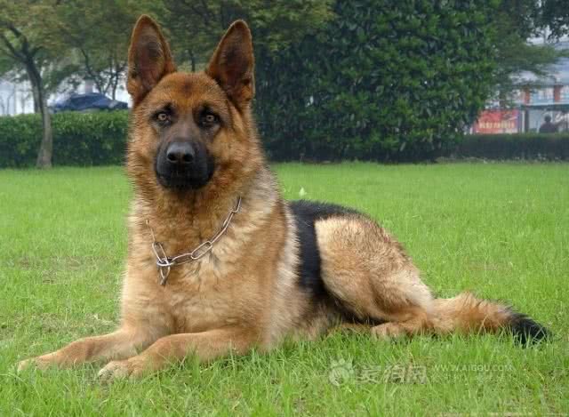 犬类大全，第一辑；你想了解的犬类知识都在这里