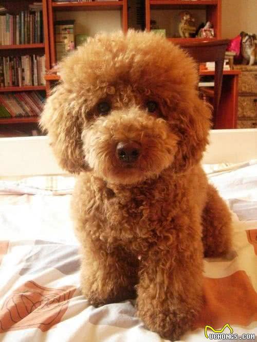 犬类大全，第一辑；你想了解的犬类知识都在这里
