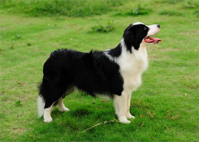 犬类大全，第一辑；你想了解的犬类知识都在这里