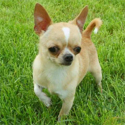 犬类大全，第一辑；你想了解的犬类知识都在这里