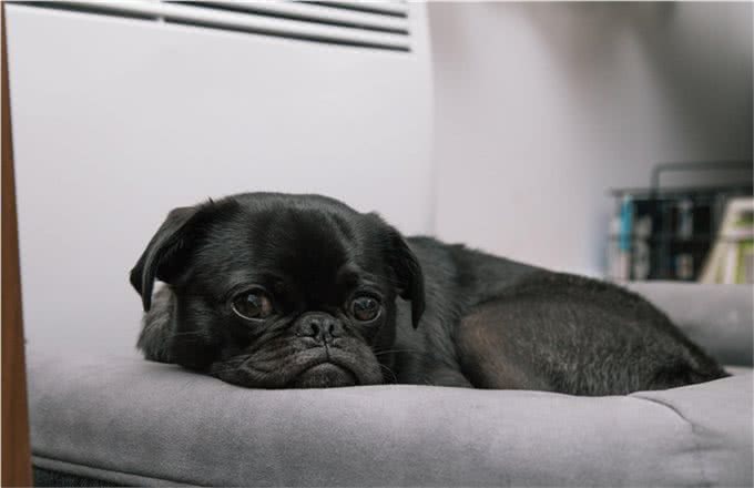 狗狗太胖会折寿?其实它很痛苦!如何通过健康的方式减轻体重?