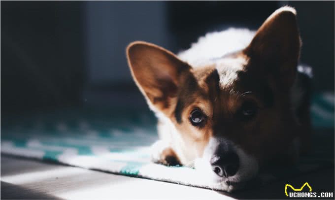 狗狗太胖会折寿?其实它很痛苦!如何通过健康的方式减轻体重?