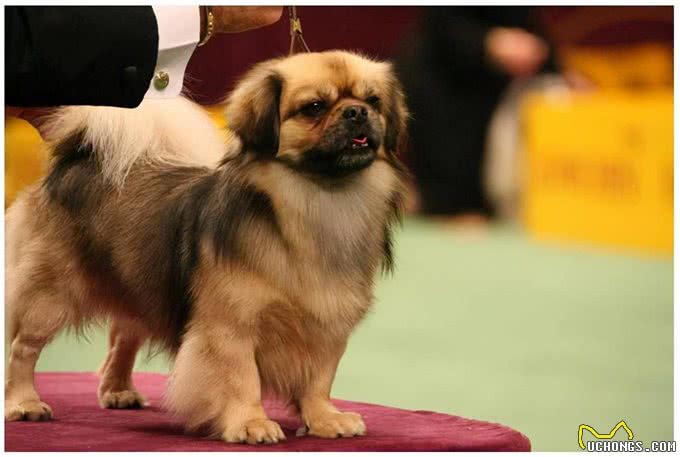 京巴犬您得这样养