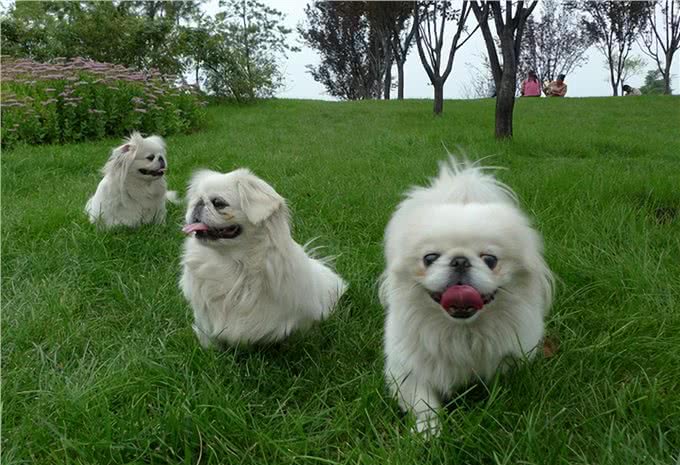 京巴犬您得这样养